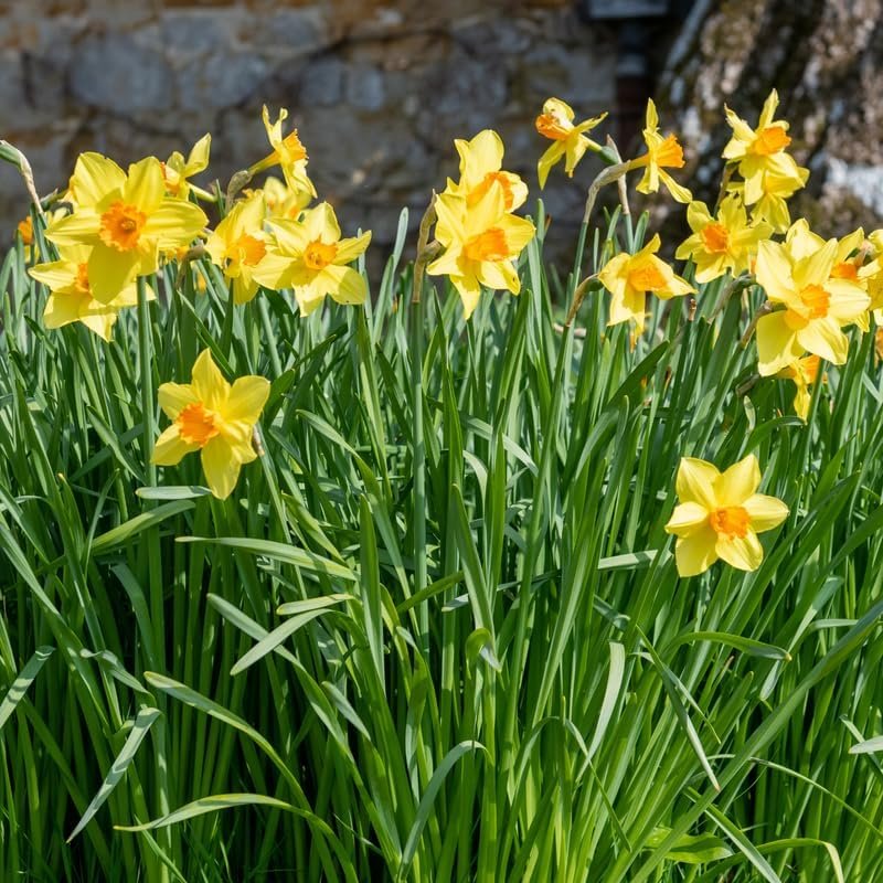 How Deep To Plant Daffodil Bulbs