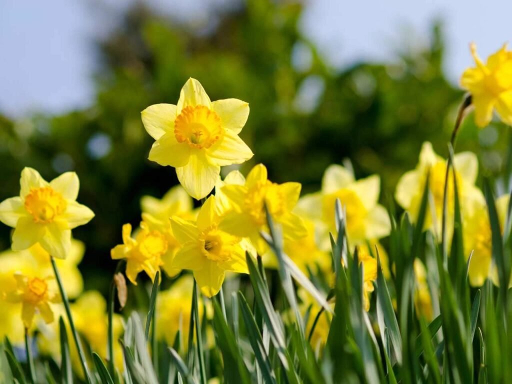 How Deep To Plant Daffodil Bulbs