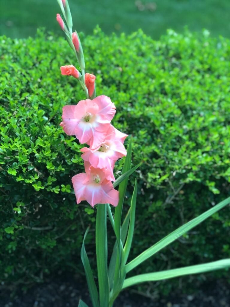  plant daylily bulbs