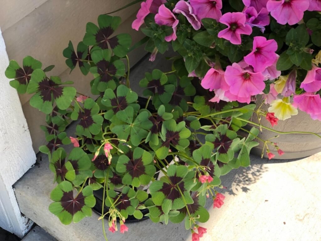 Plant Oxalis Bulbs