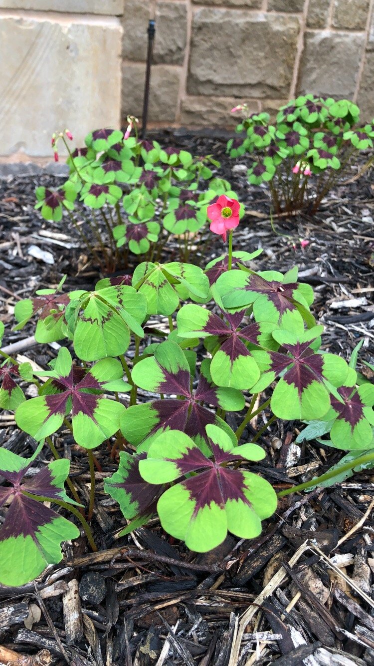 Plant Oxalis Bulbs