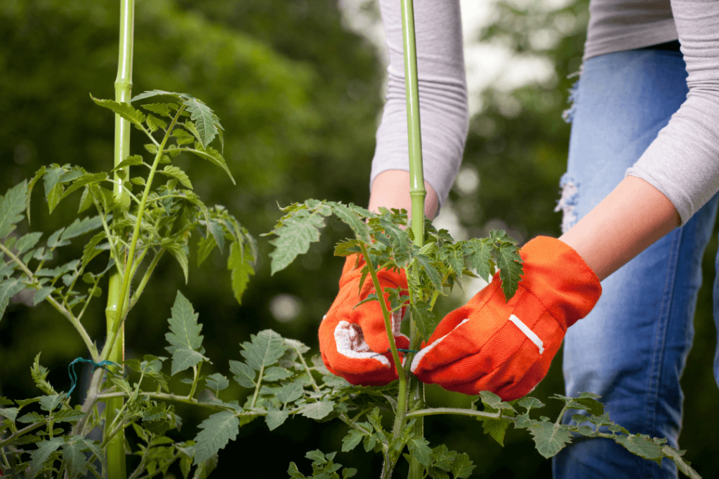 Garden Stake Idea for Every Plant Type