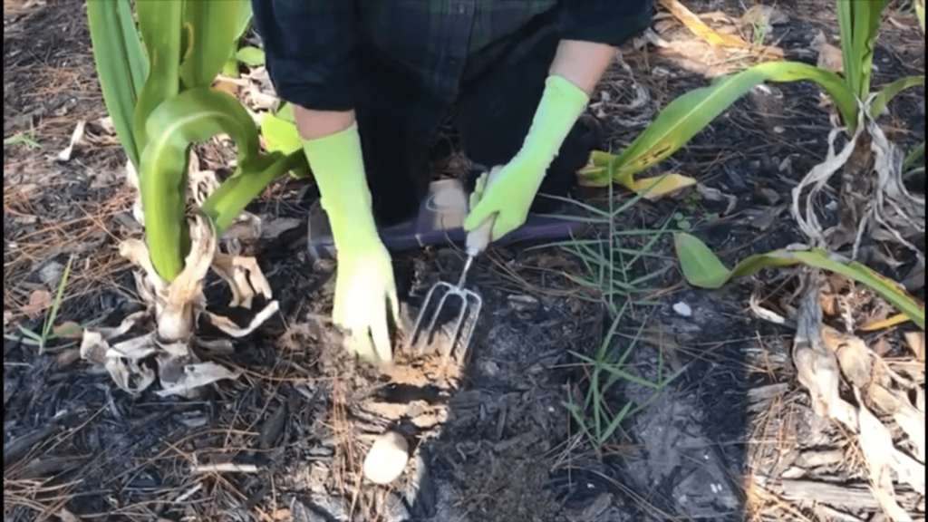 garden fork and hand fork