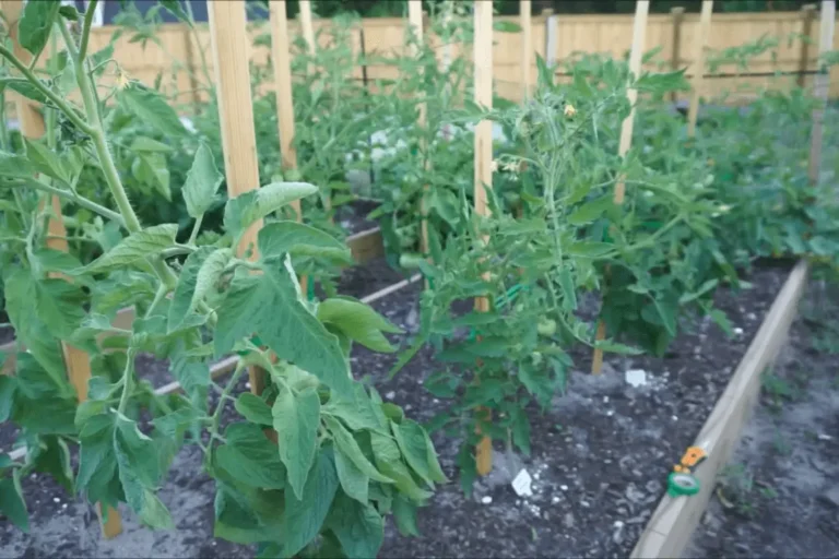 Stake Tomatoes in Garden