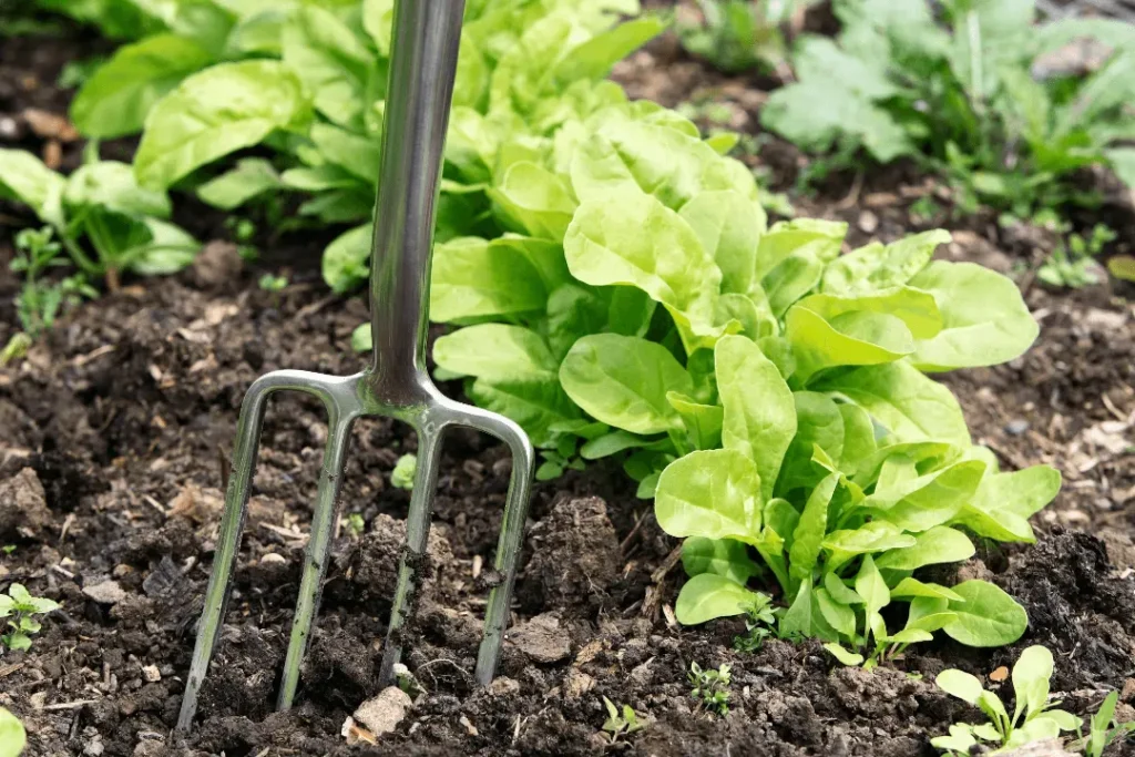 Garden Fork Vs Pitchfork