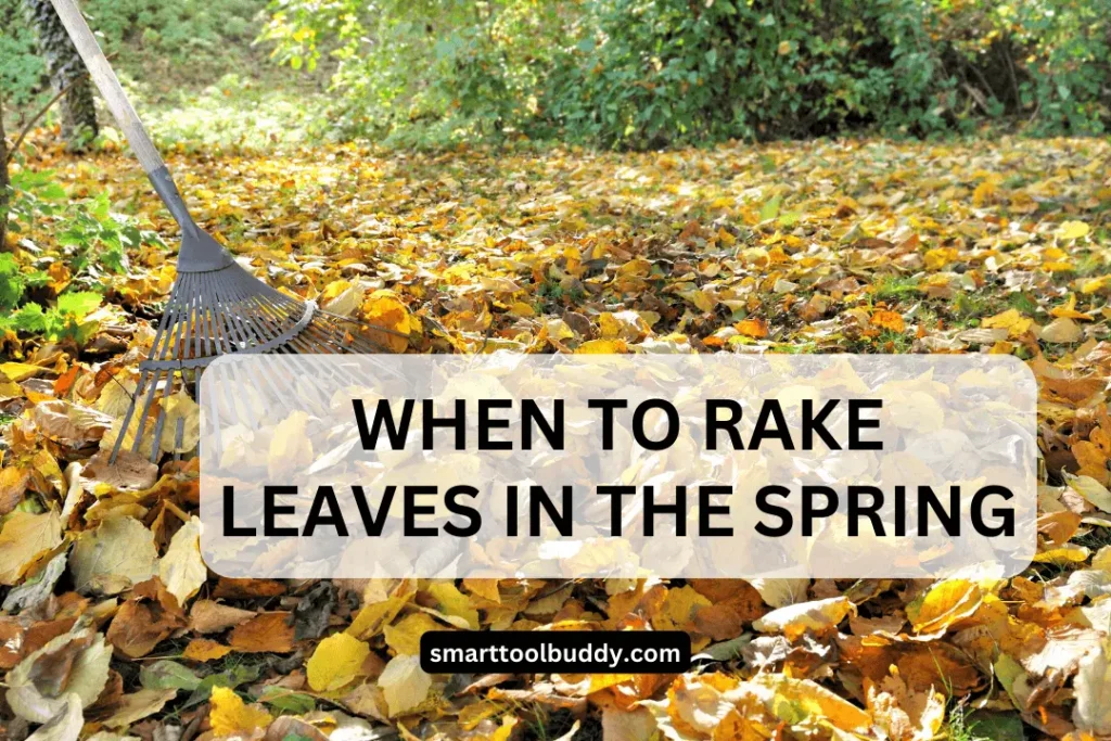 When to Rake Leaves in the Spring