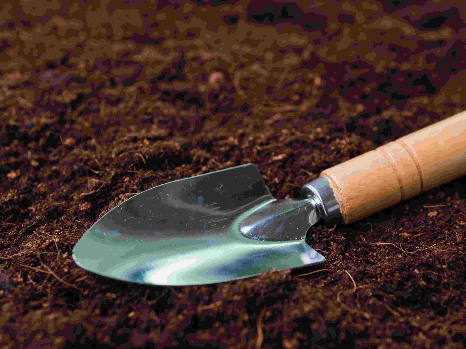 Understanding Different Types of the Right Gardening Trowels