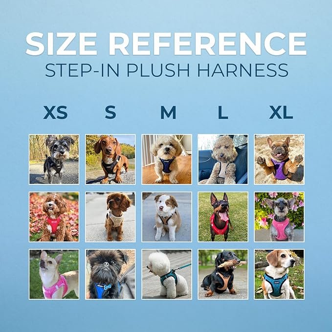 dog correct size harness